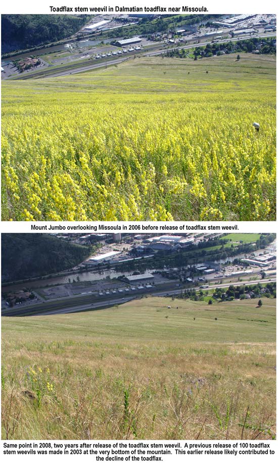 reduction in toadflax due to introduction of insects
